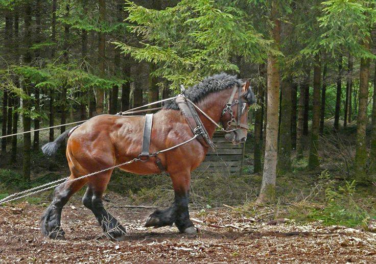 Ardennes Horse Breeding